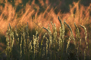 当经典遇上潮流，复古赛车改装，演绎别样风情